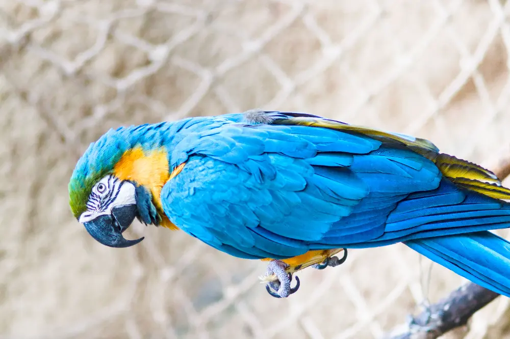 Bird after shoulder power adjustment