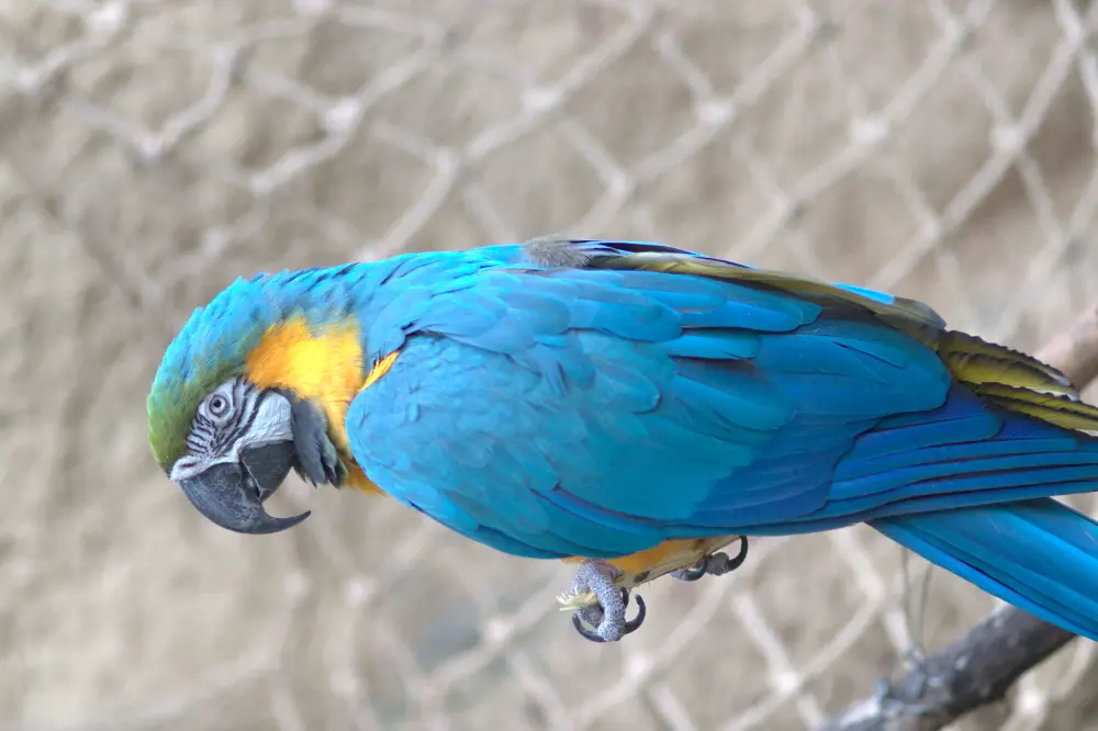 Bird before any adjustments