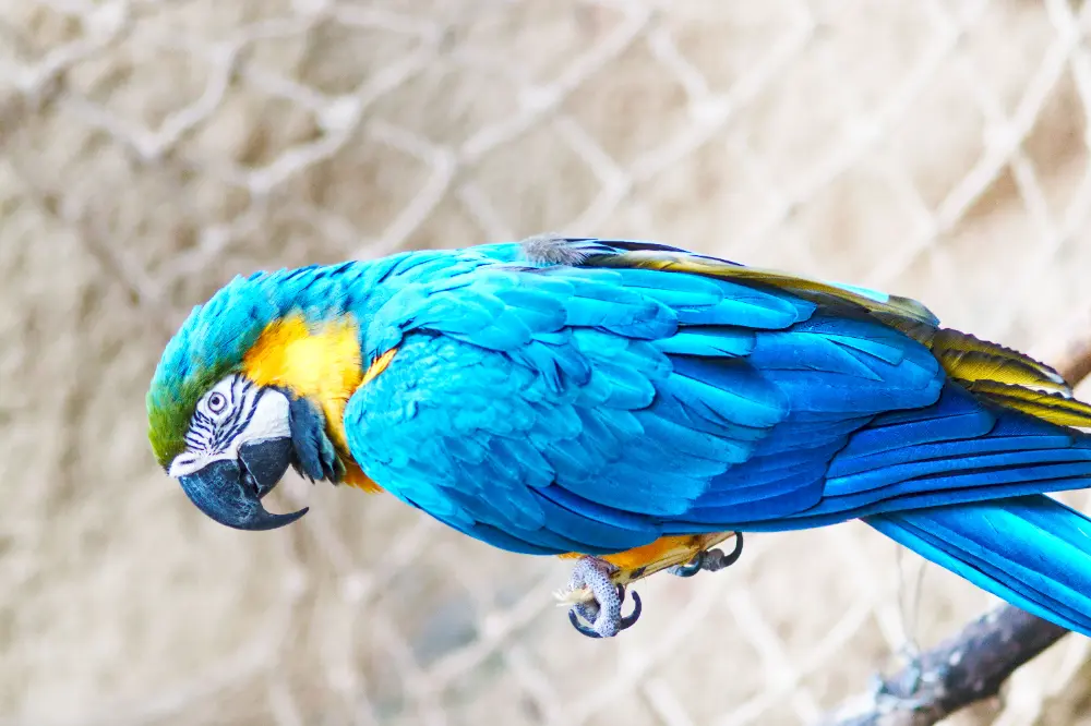 Bird before preserve hue slider was used