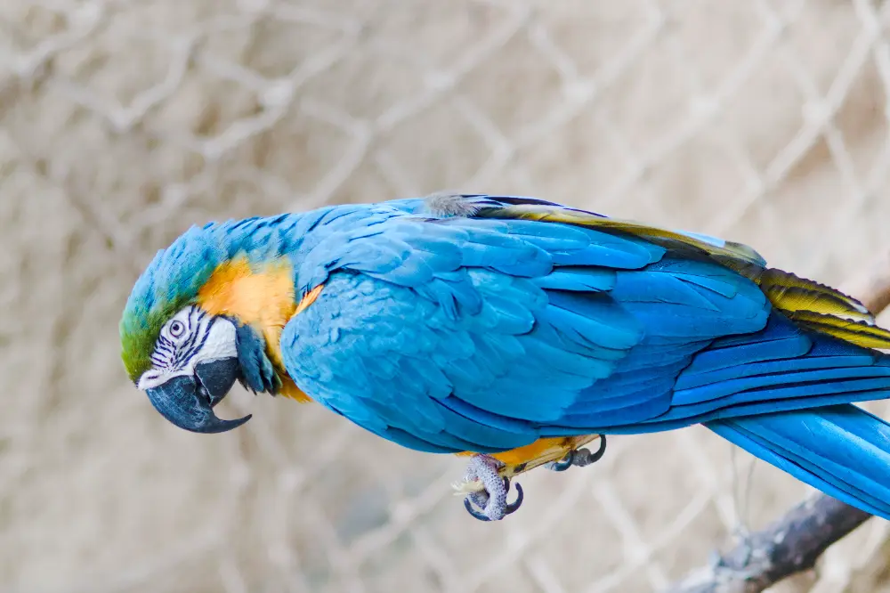 Bird before shoulder power adjustment