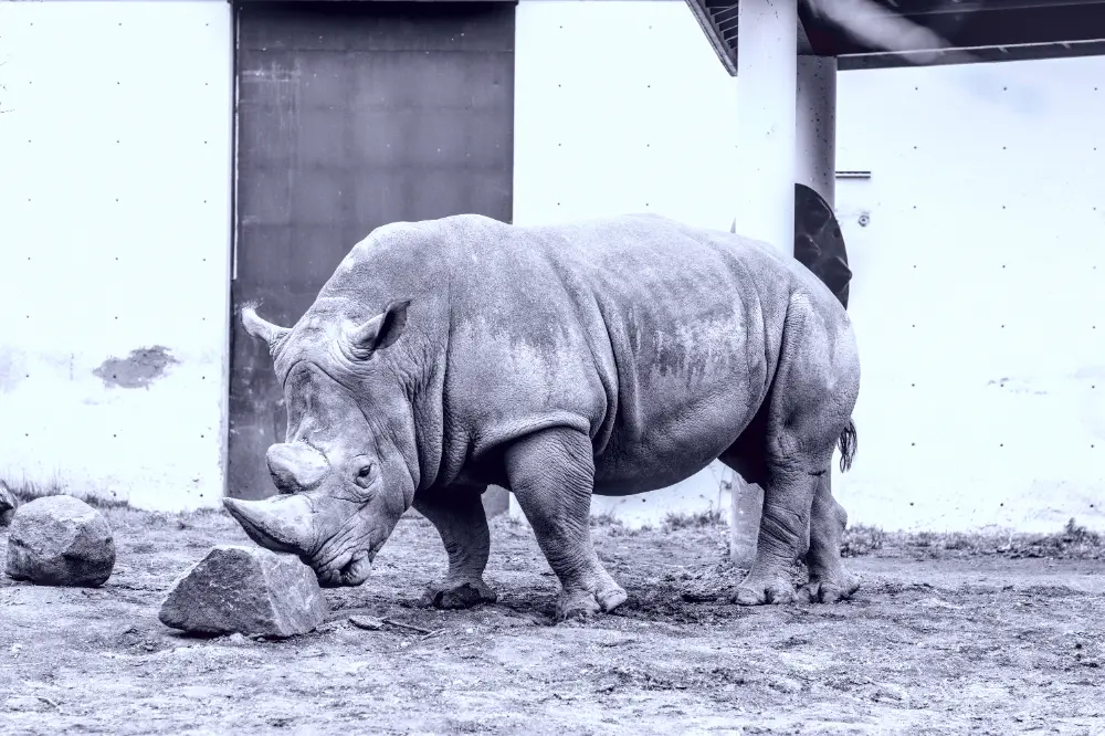 Rhino image after adjustments