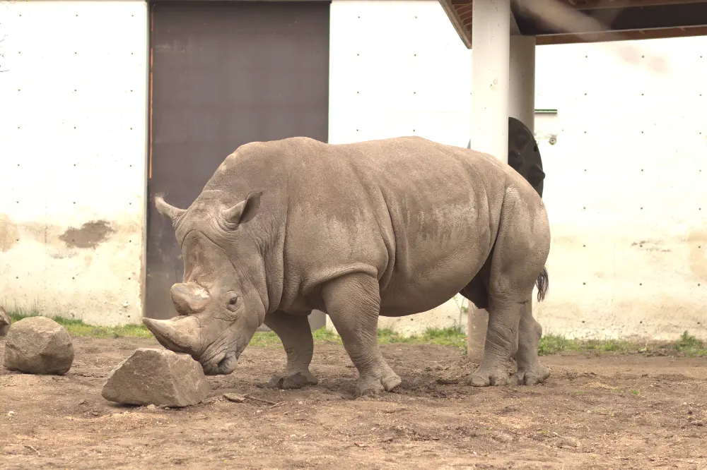 Rhino image before adjustments