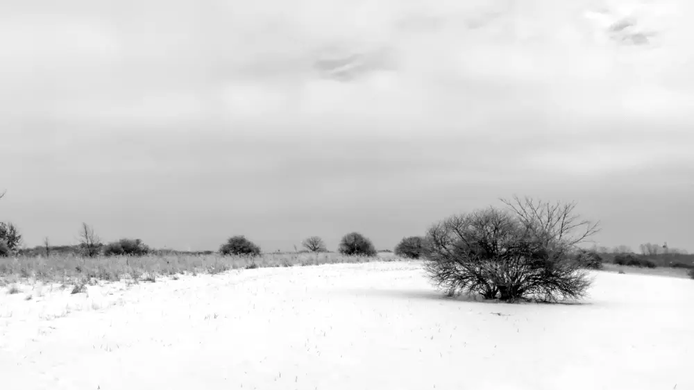 Final version of snowy scene with bush