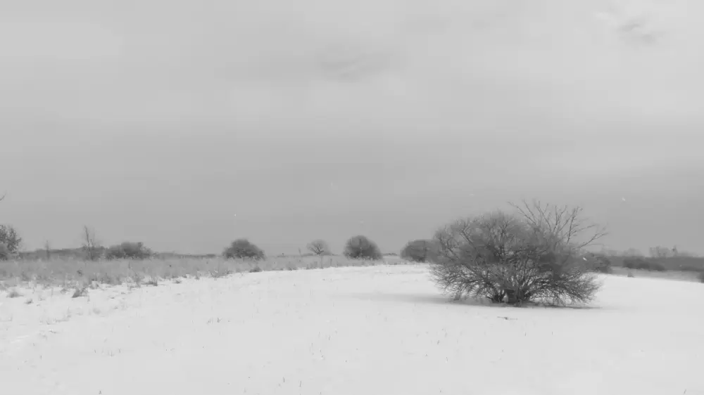 Snowy scene with bush before adjustments