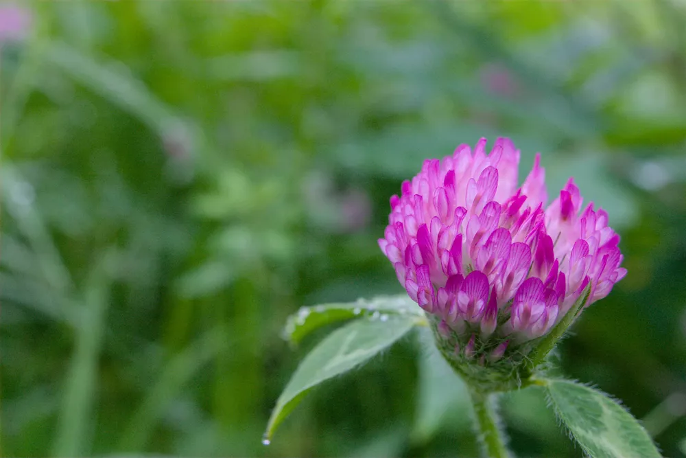 original image of the purple flower