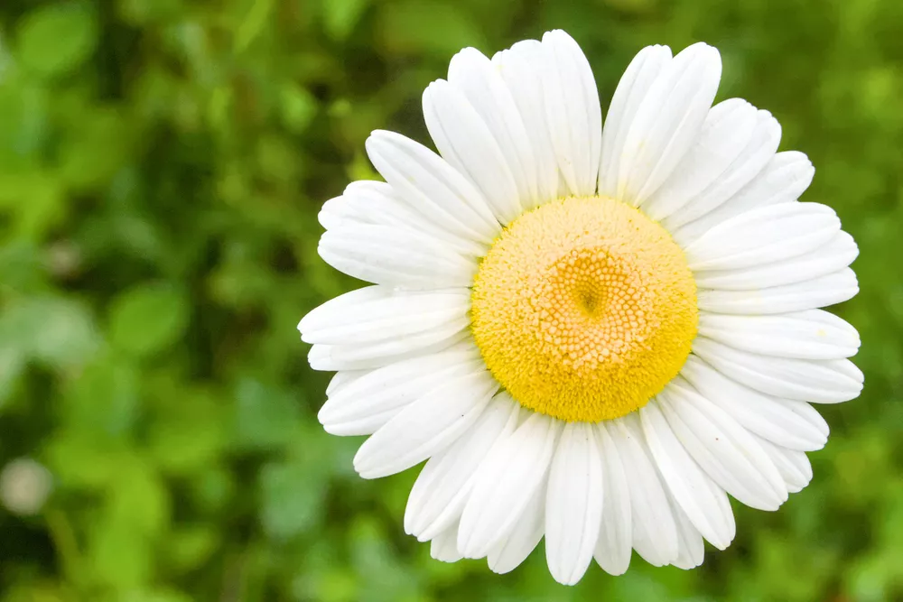 original image of the white flower