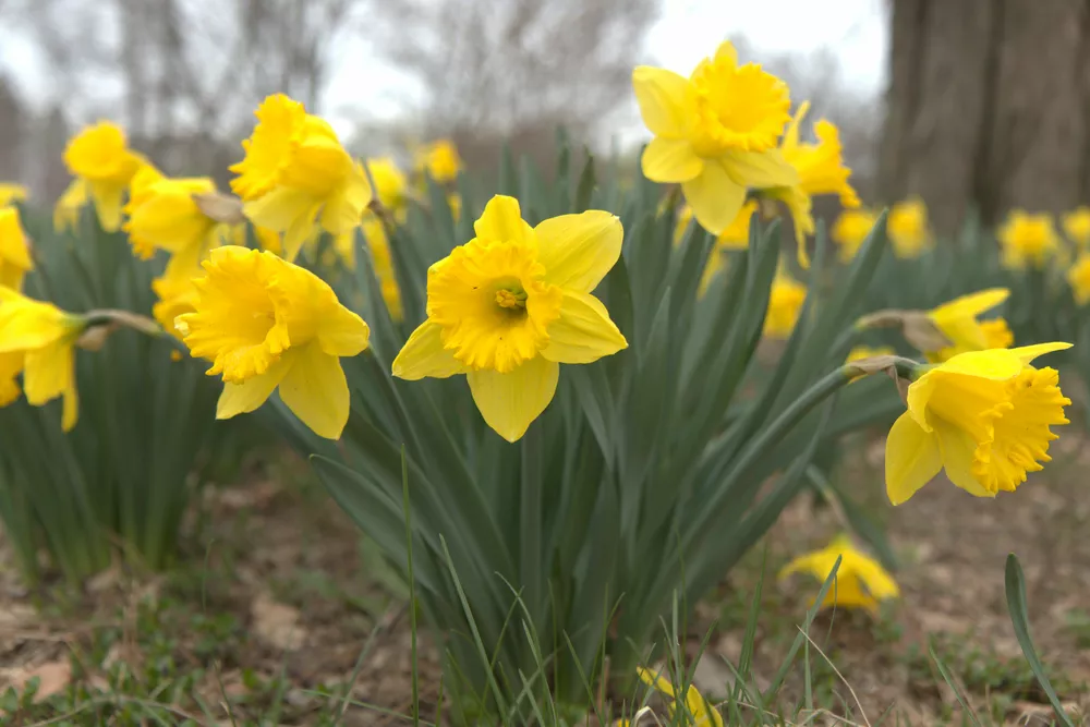 original image of the yellow flower