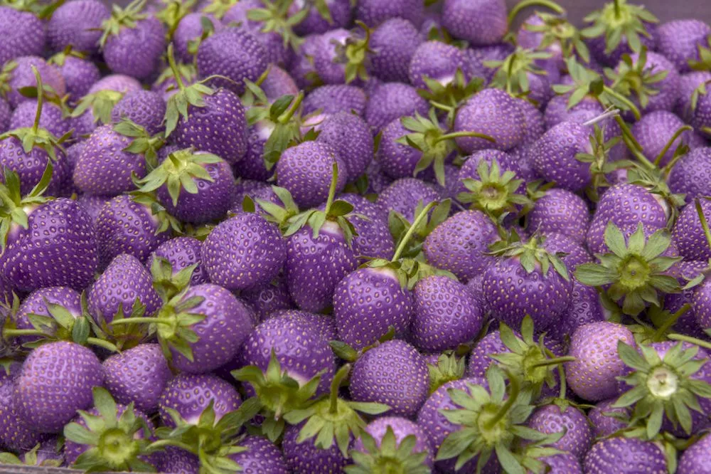 final version of purple strawberries