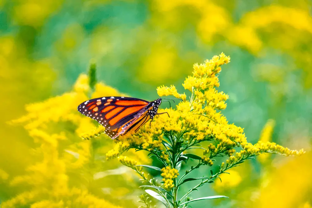 final butterfly image