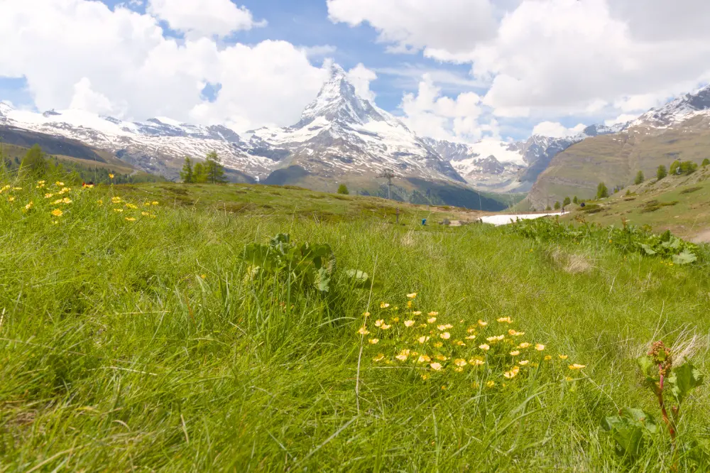 original image of flowers and Matterhorn