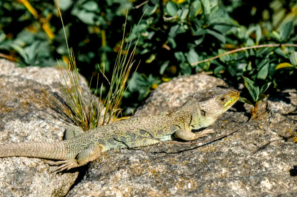 lizard after color harmonizer adjustments