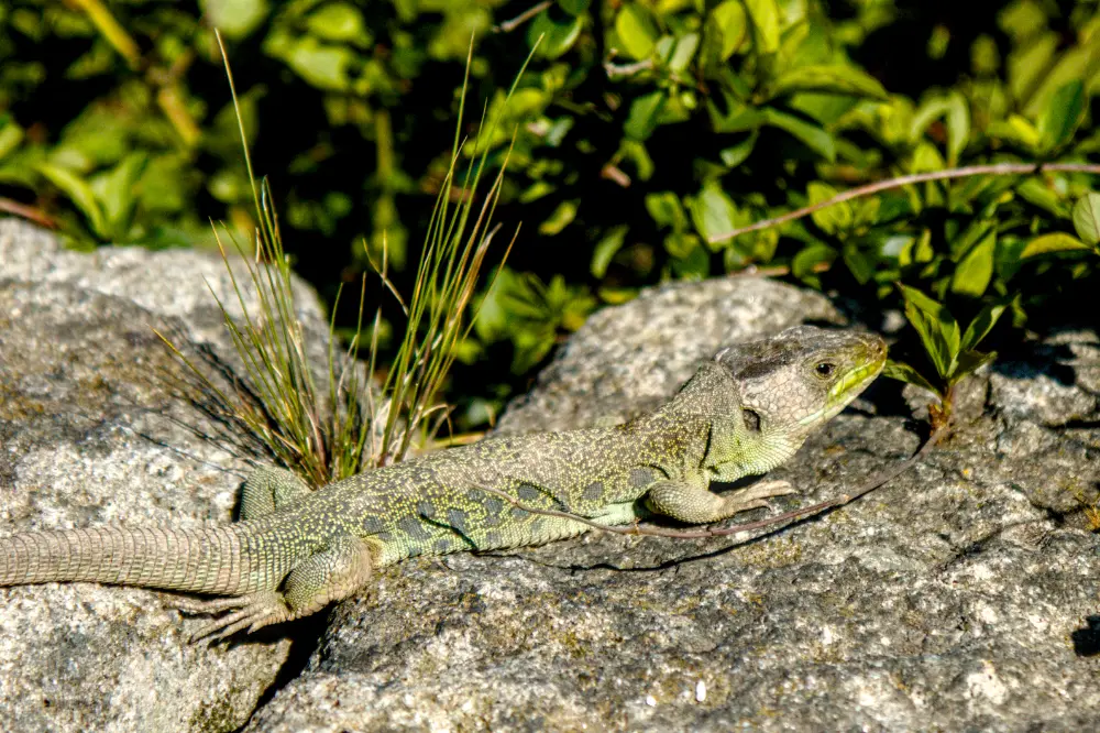 Lizard image before color harmonizer adjustments