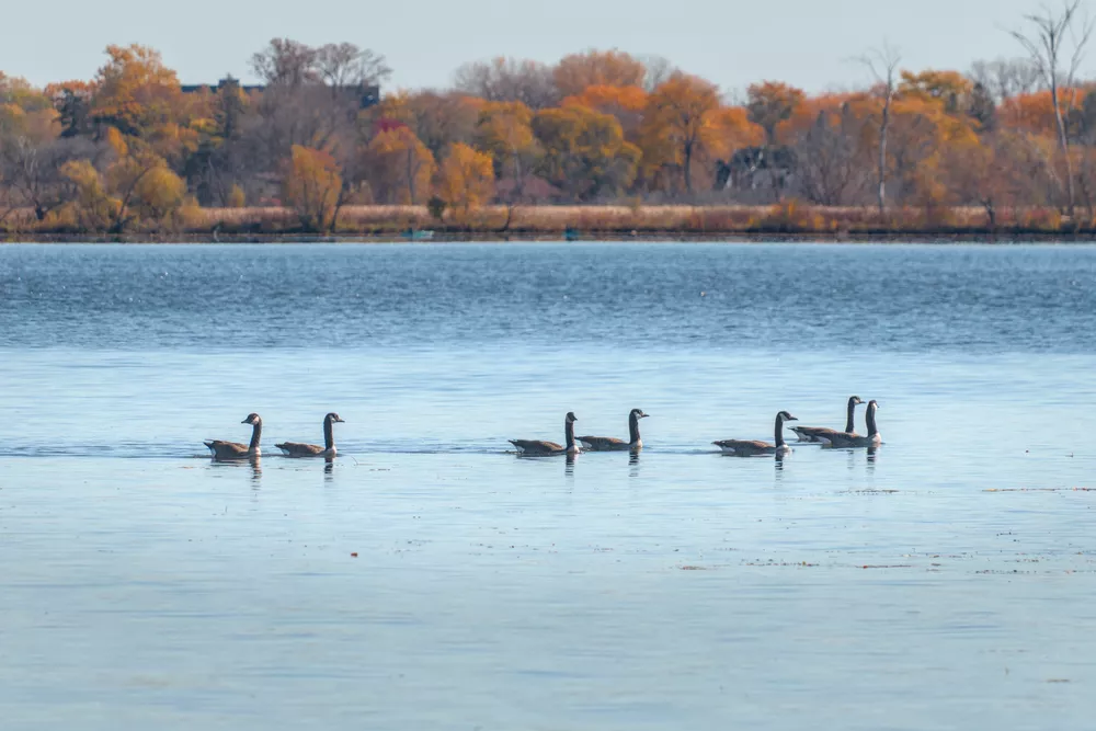 Scene of geese on water after color harmony adjustments