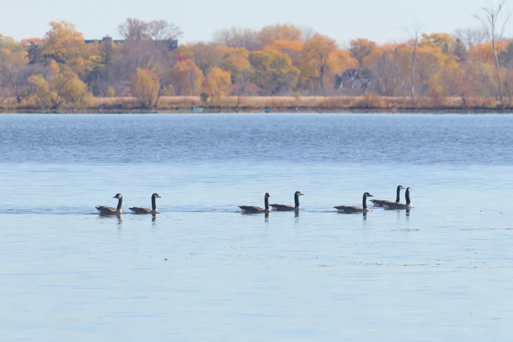 Scene of geese on water before color harmony adjustments