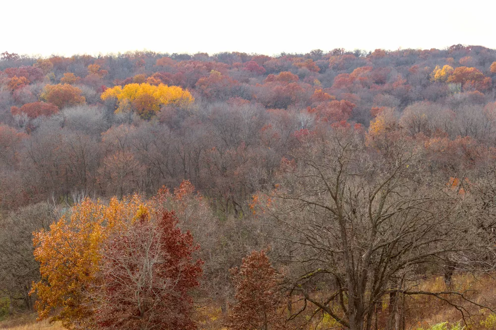 Scene of woods after color harmony adjustments