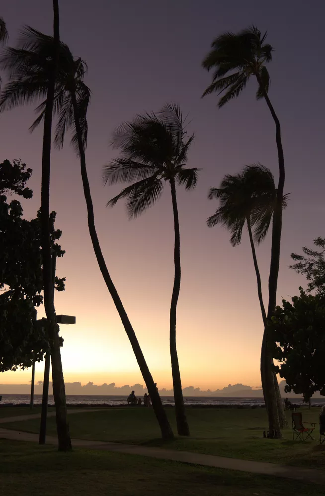 original image of the palm trees at sunset