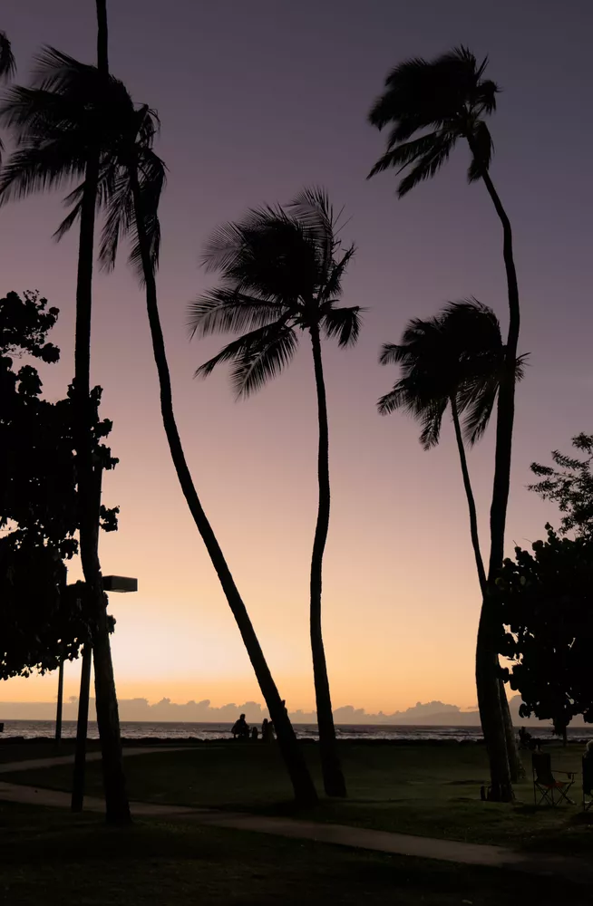 improved exposure of the palm trees at sunset