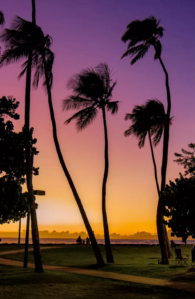 image of the palm trees at sunset before brightening the path