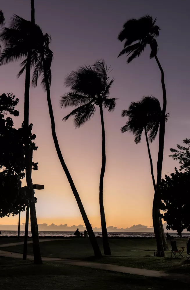 improved local contrast of the palm trees at sunset