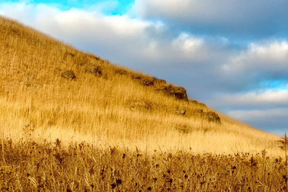 final image of grasses and clouds with more contrast
