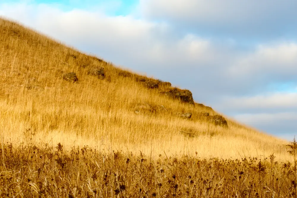 grasses image before cloud contrast adjustment