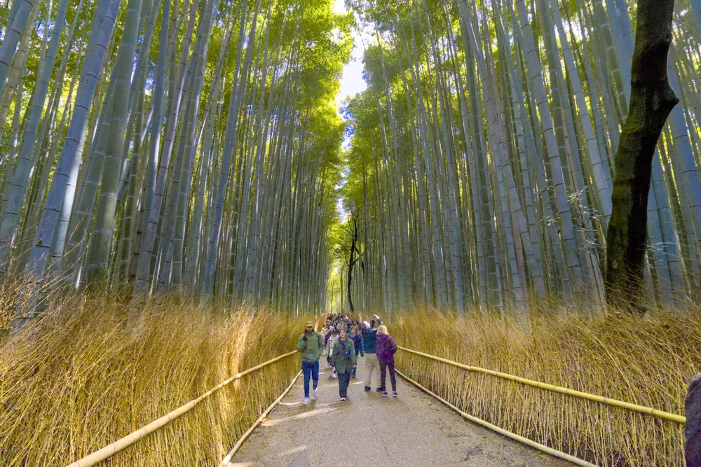 final version of the Arashiyama bamboo grove with path highlighted