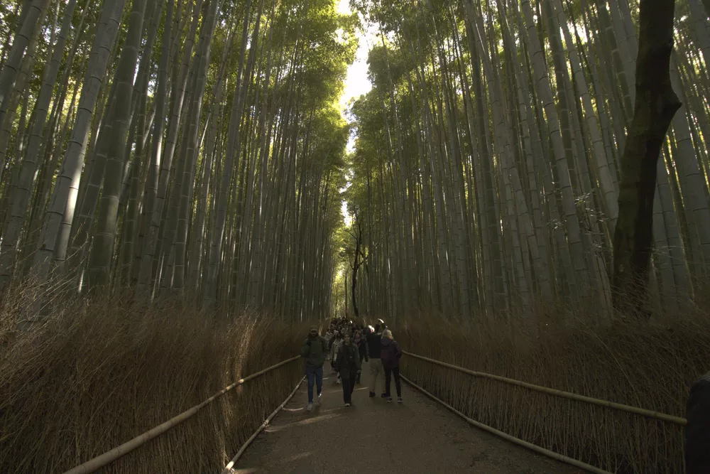 original version of the Arashiyama bamboo grove
